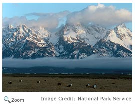 Greater Sage Grouse