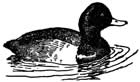 Greater Scaup