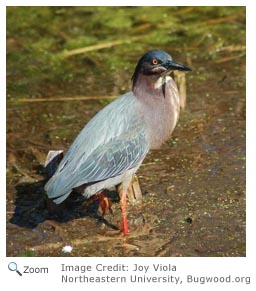 Green Heron