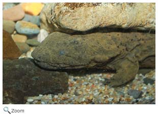 Hellbender