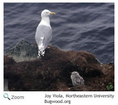 American herring gull