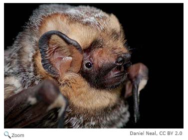 Hoary Bat