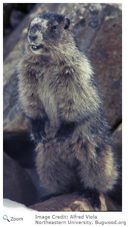 Hoary Marmot