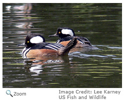 Hooded Merganser