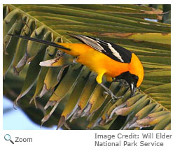 Hooded Oriole