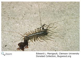 house centipede