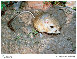 Kangaroo Rat