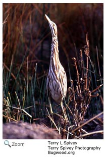 Least Bittern