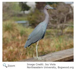 Little Blue Heron