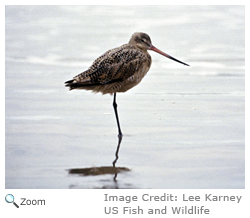 Marbled Godwit