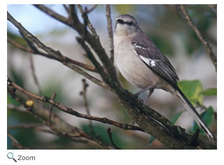 Northern Mockingbird