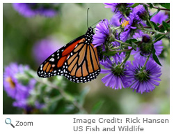 Viceroy Butterfly