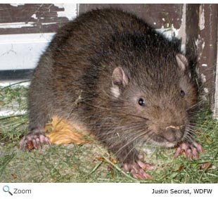 mountain beaver