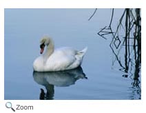 Mute Swan