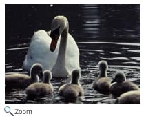 Mute Swan