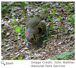 Northern Flicker