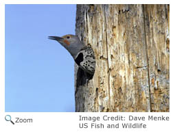 Northern Flicker