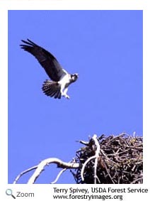 Osprey