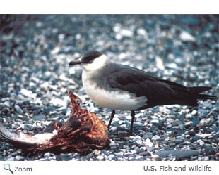 parasitic jaeger