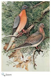 Passenger Pigeon