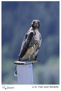 Peregrine Falcon