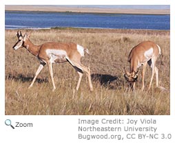 Pronghorn