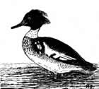 redbreastedmerganser