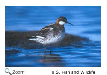 Red-necked Phalarope