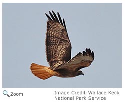 Red-tailed Hawk