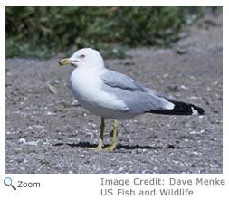 Ring-billed Gull