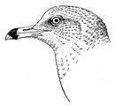 Ring-billed Gull