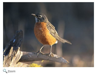 American Robin