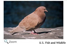 Rock Dove