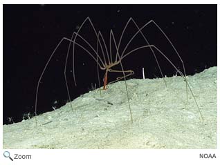 Sea Spider