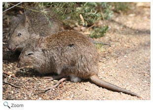 Southern Brown Bandicoot