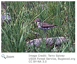 Spotted Sandpiper