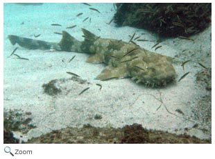 Spotted Wobbegong