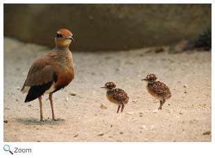 Temminck's Courser