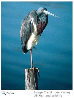 Tricolored Heron