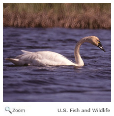 Tundra Swan