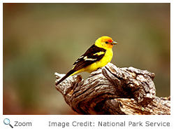 Western Tanager