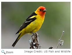 Western Tanager