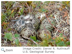 Whimbrel