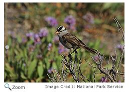 White-crowned Sparrow