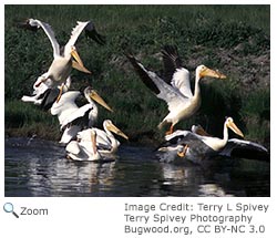 White Pelican