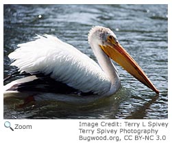 White Pelican